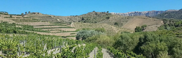 Wijnen van onze producent Genium in Priorat