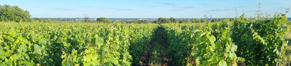 Bezoek aan Wijnhuis La Grand Taille Vouvray in Frankrijk