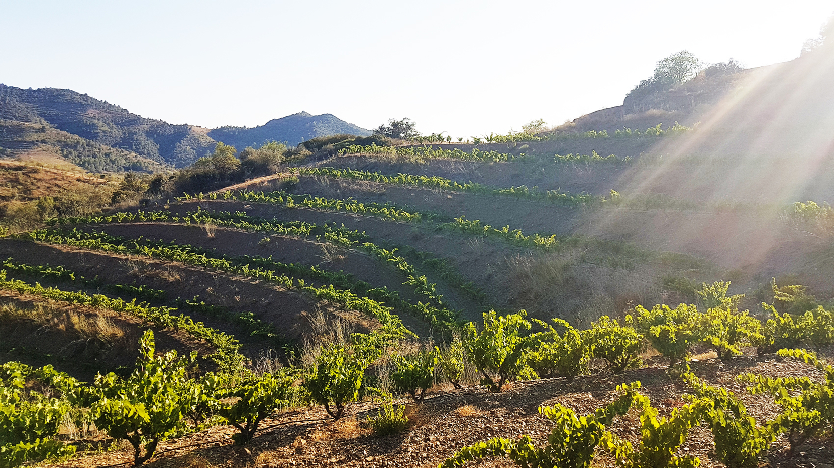 priorat-terras-wijngaard